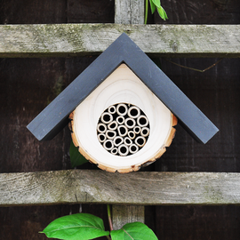 bee hive